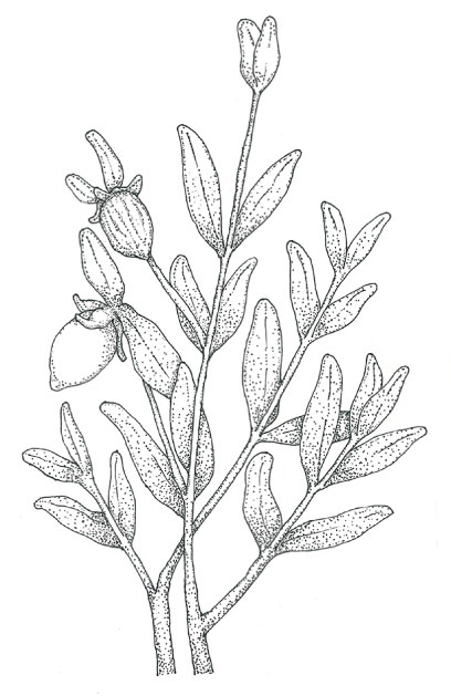 ホホバイメージ